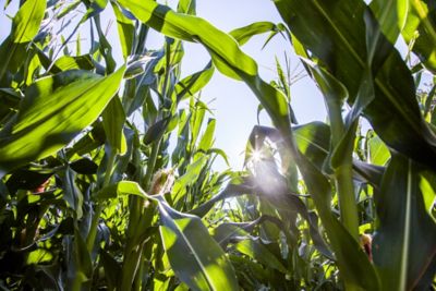 Tassled corn - ground view- sunlight