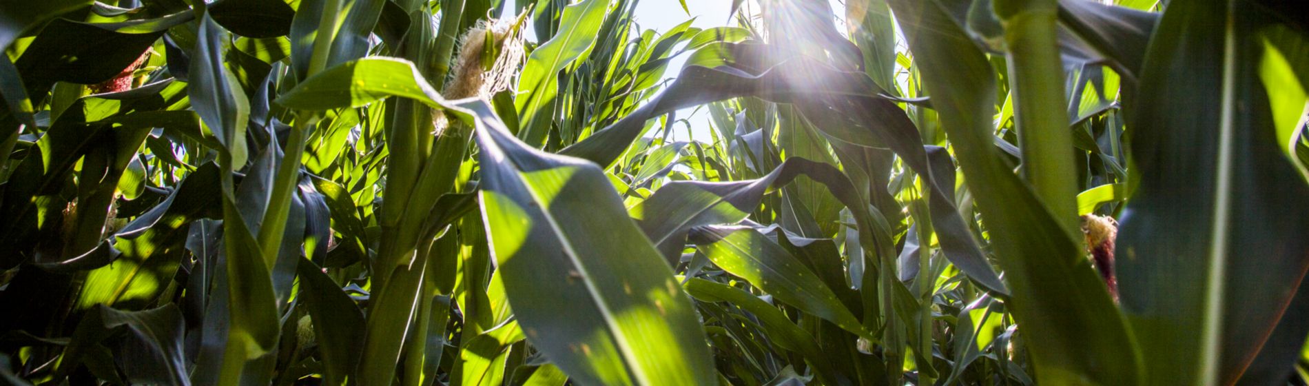 tasseled corn