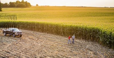 Tasseled corn, truck, two farmers