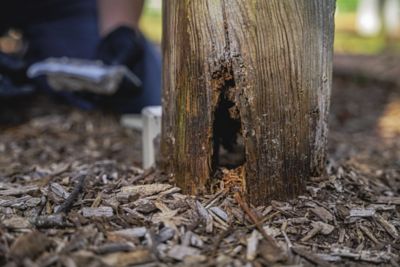 Termite damage to a wooden post