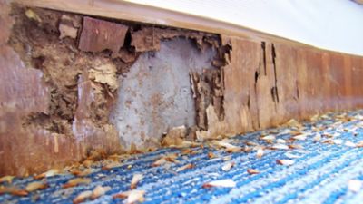 Termite damage to baseboards of home