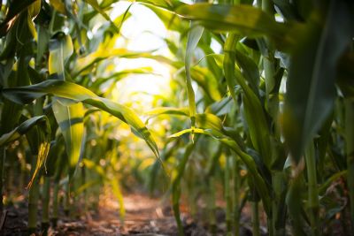 Nitrogen Stabilizers: MAX IN. MAX OUT.