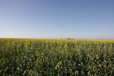 canola field