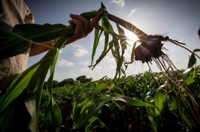 Testing corn plant roots - in field