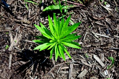 Marestail top view