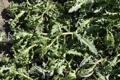 Top view of bull thistle