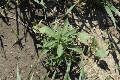 Top view of kochia in cereal grain field