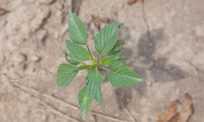 Top view palmer amaranth
