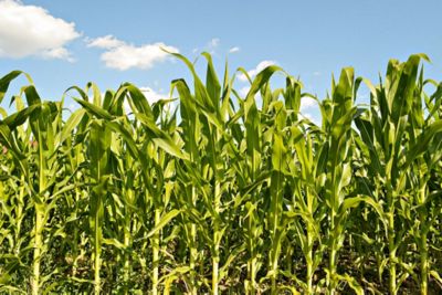 Lavoura de milho