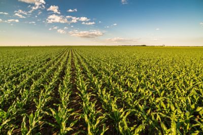 Lavoura de milho
