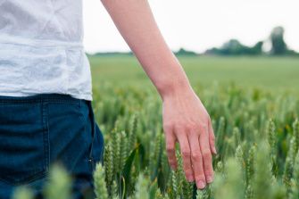 man walking through field running hand through wheat