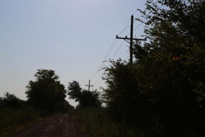 Treeline, telephone pole sunset
