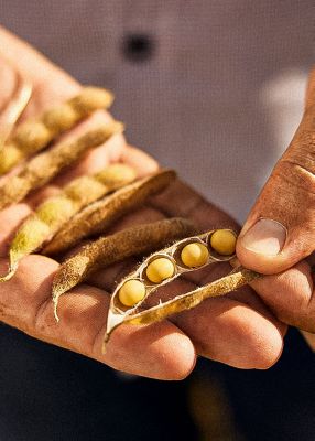 Sementes de soja na mão de um homem