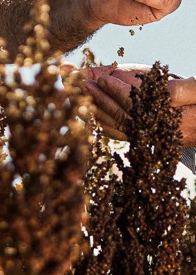 Homem soltando sementes de sorgo nas mãos de outro homem.