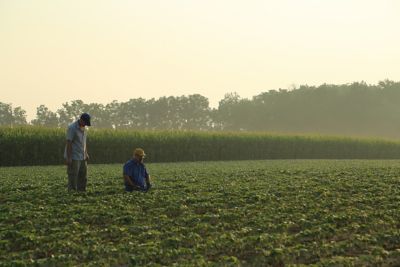 Two farmers examing soybean plants at sunset