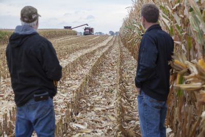 Farmers in corn field during harvest