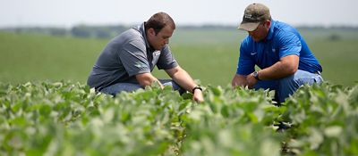 two farmers examing soybean plants
