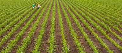 Two men examining corn leaves in early stage corn