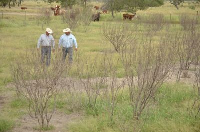 Two ranchers walking pasture with dead mesquite