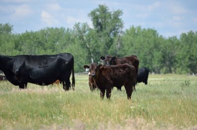 Two brown claves standing in a pasture