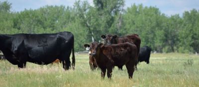 Two brown calves standing in a pasture