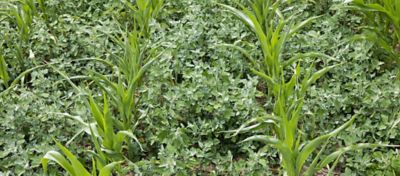 corn and weed comparison