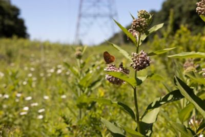 Up close butterfly under power lines