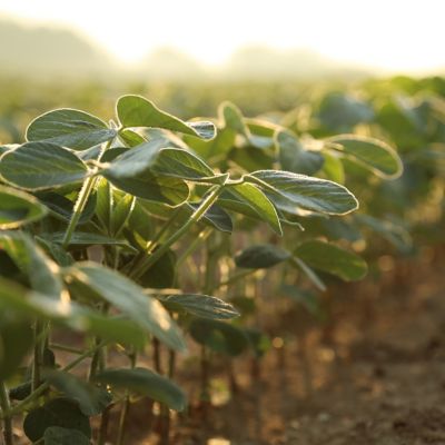 Clean soybean row up close