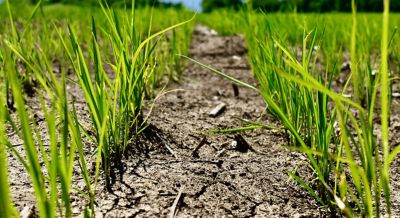 Up close Rice field pre-flood