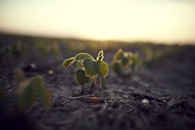 sprouting soybean at sunrise