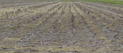 Corn stalks after harvest