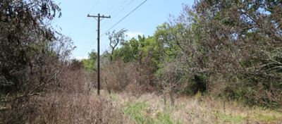 powerlines and brush