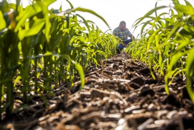 Utrisha sidedress - ground view down row of corn