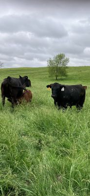 Grass and cattle