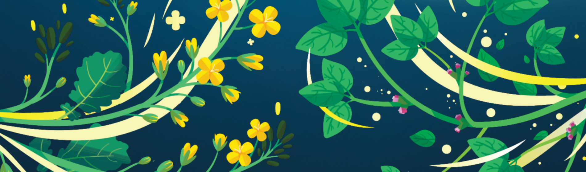 viatude canola and soybean creative