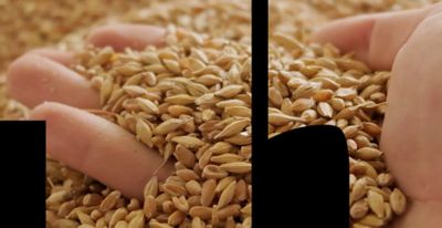 One Seed One Season video