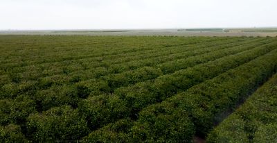 Un coltivatore di agrumi in Turchia descrive come Isoclast ha aiutato la sua azienda a produrre agrumi più rispondenti alle richieste di mercato.