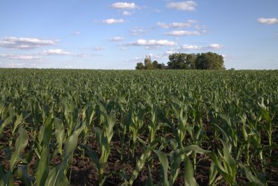 view of corn field