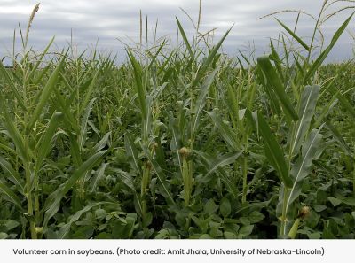 Volunteer corn in soybeans