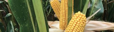 Vous vous posez des questions sur les maïs fourrages et la technologie m3?