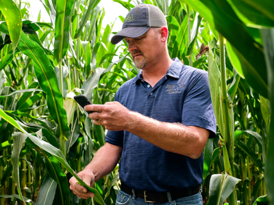 Photo - Man reviewing corn leaf symptoms in field - looking at phone