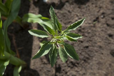 Waterhemp - top view