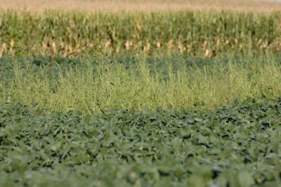 Waterhemp in soybeans