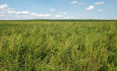 Waterhemp infestation in soybean field