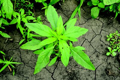 Waterhemp leaves top view