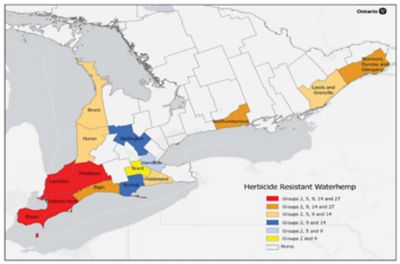 Waterhemp resistance in Ontario