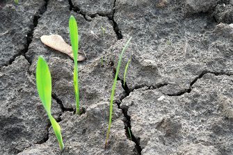weed poking through soil
