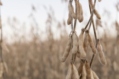 Dried soybeans on plant