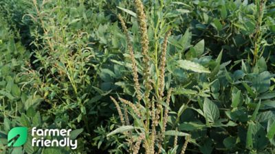 close up of weeds in soybean field