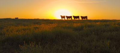 western sunset with cows